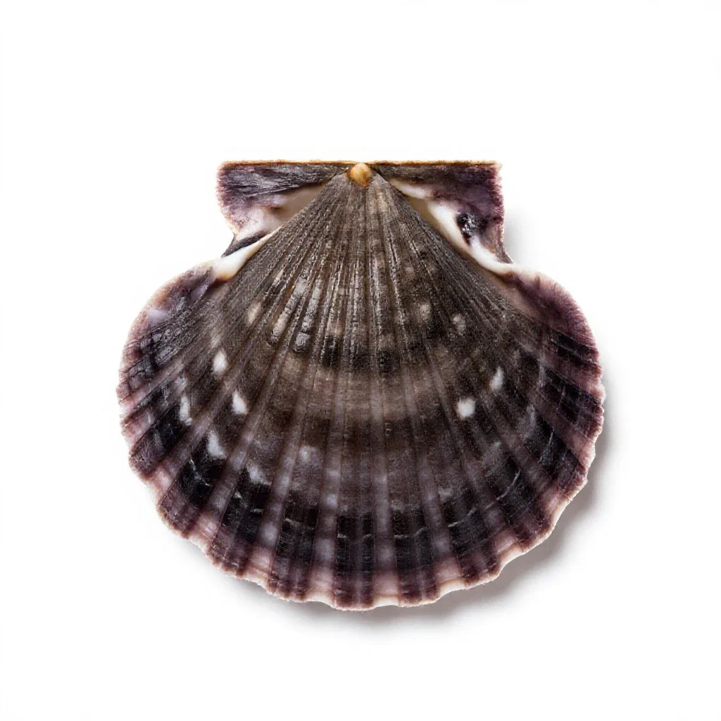 Scallop isolated on a white background