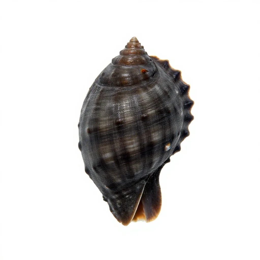 Scaphopod isolated on a white background