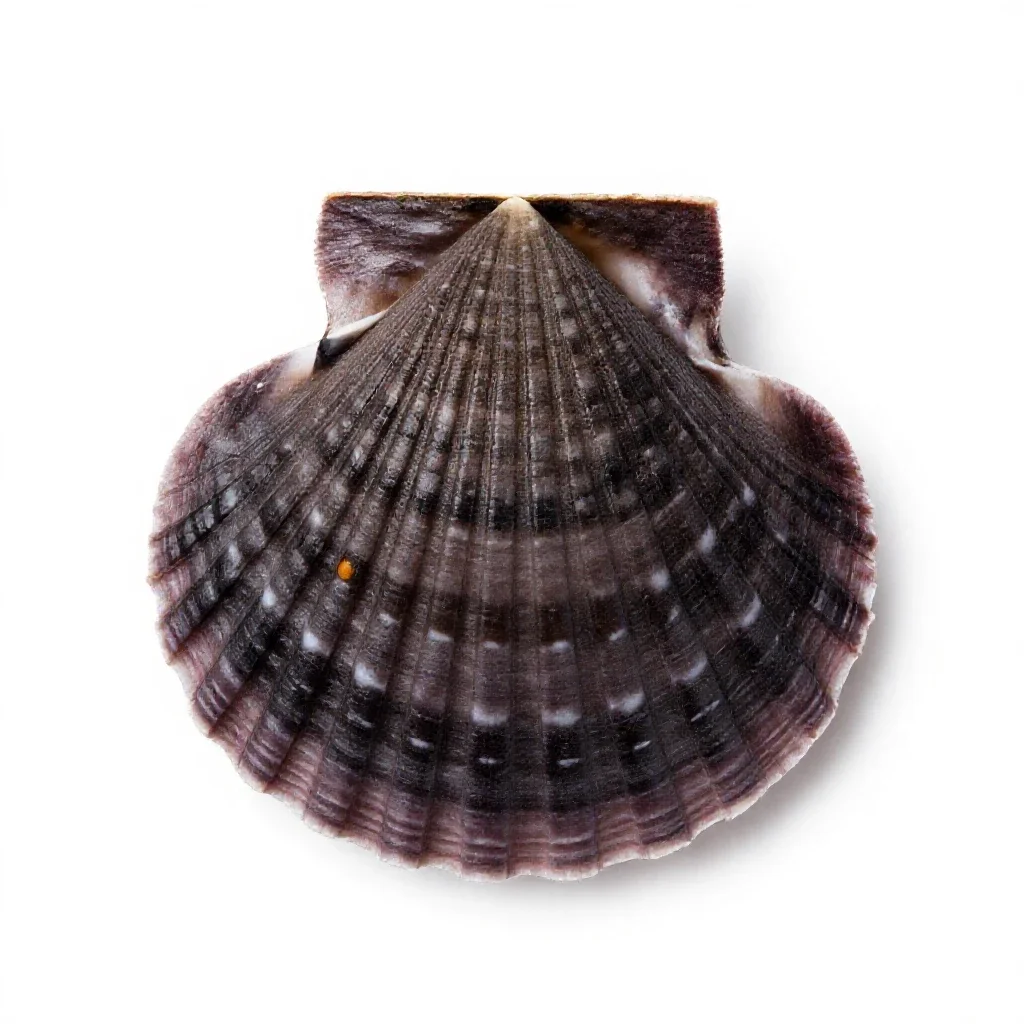 Sea scallop isolated on a white background