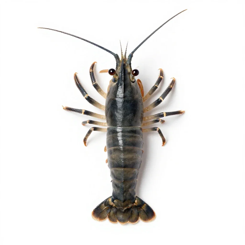 Seed shrimp isolated on a white background