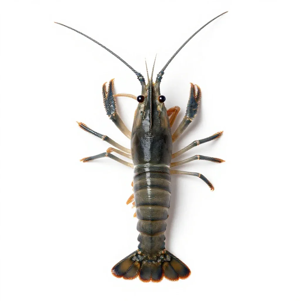 Shrimp isolated on a white background