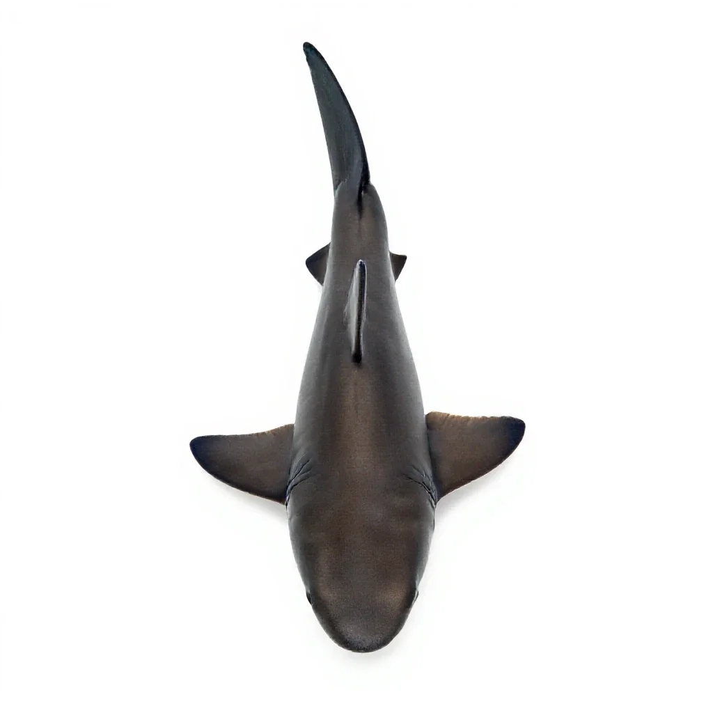 Smooth dogfish isolated on a white background