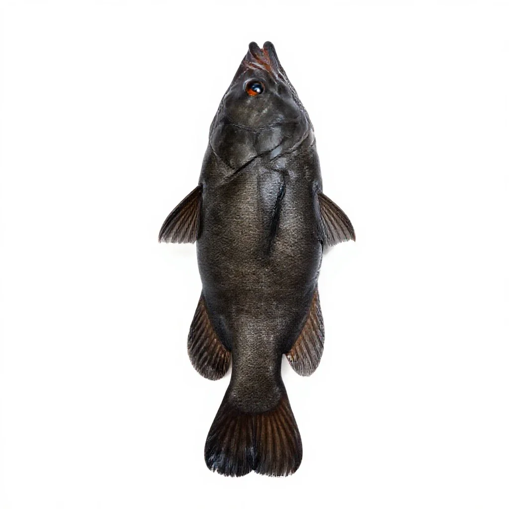 Snipefish isolated on a white background