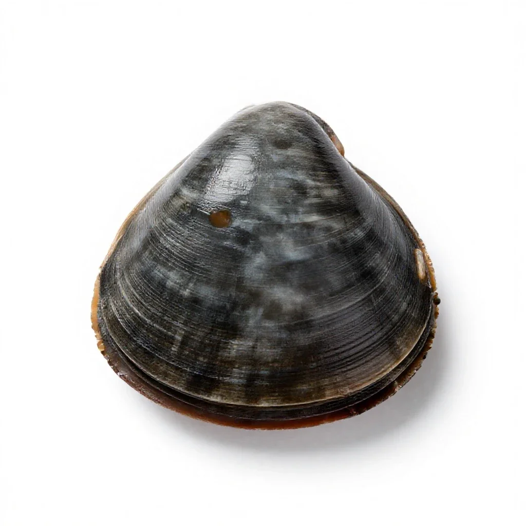 Soft-shell clam isolated on a white background