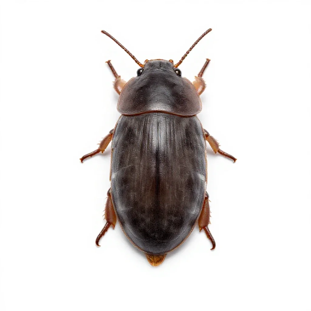 Sow bug isolated on a white background