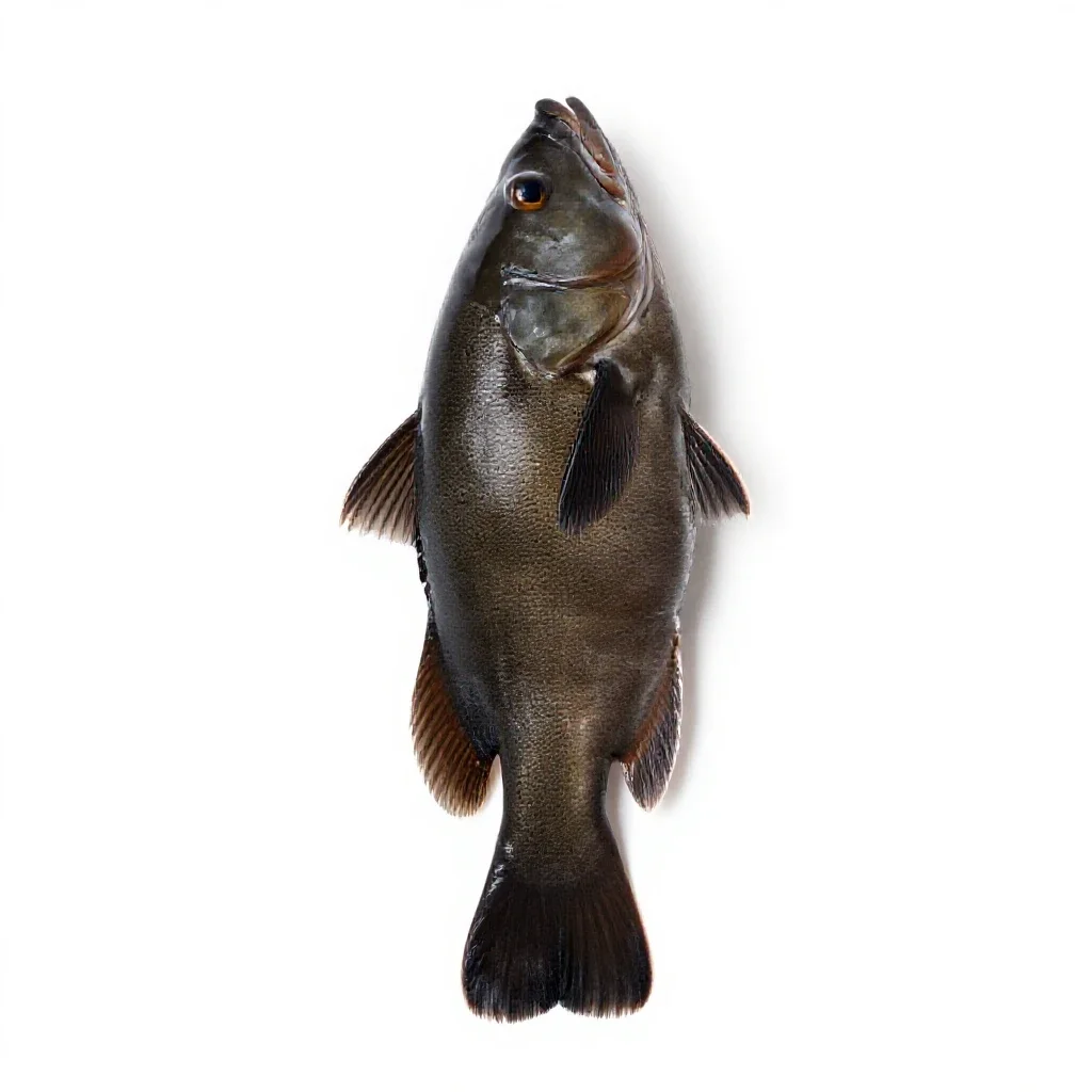 Tench isolated on a white background