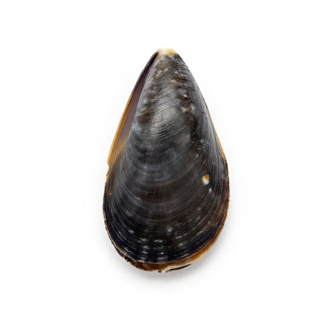 Thin-shelled mussel isolated on a white background