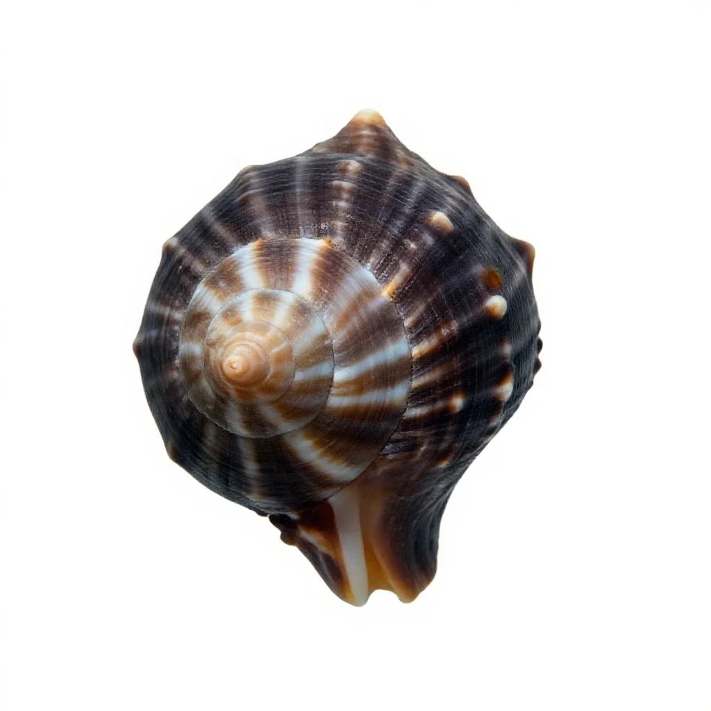 Triton isolated on a white background