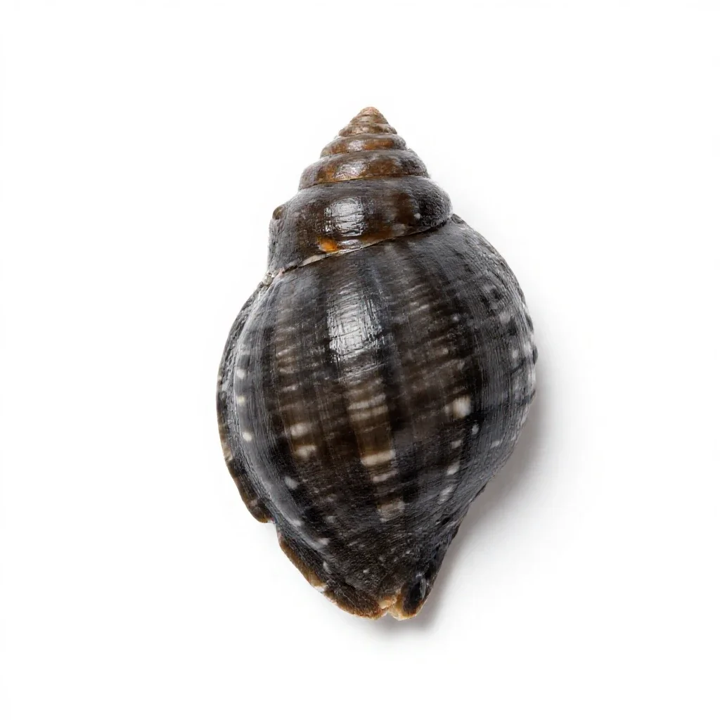 Whelk isolated on a white background