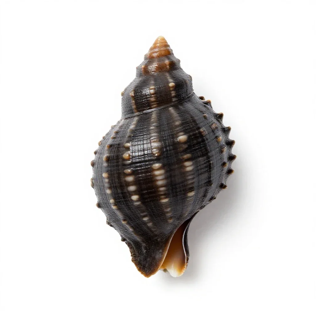 Ark shell isolated on a white background