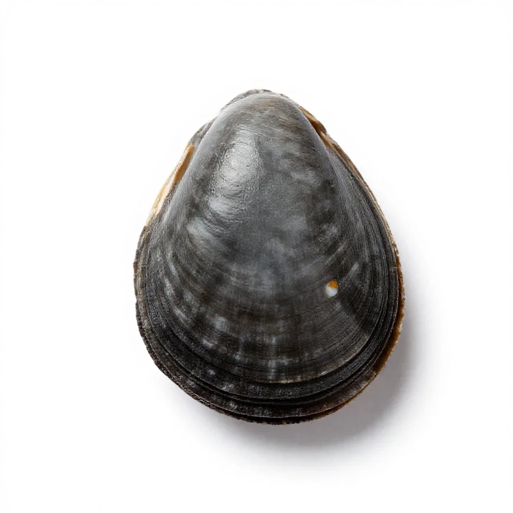 Edible cockle isolated on a white background