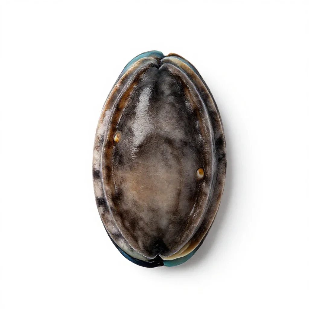 Ormer isolated on a white background