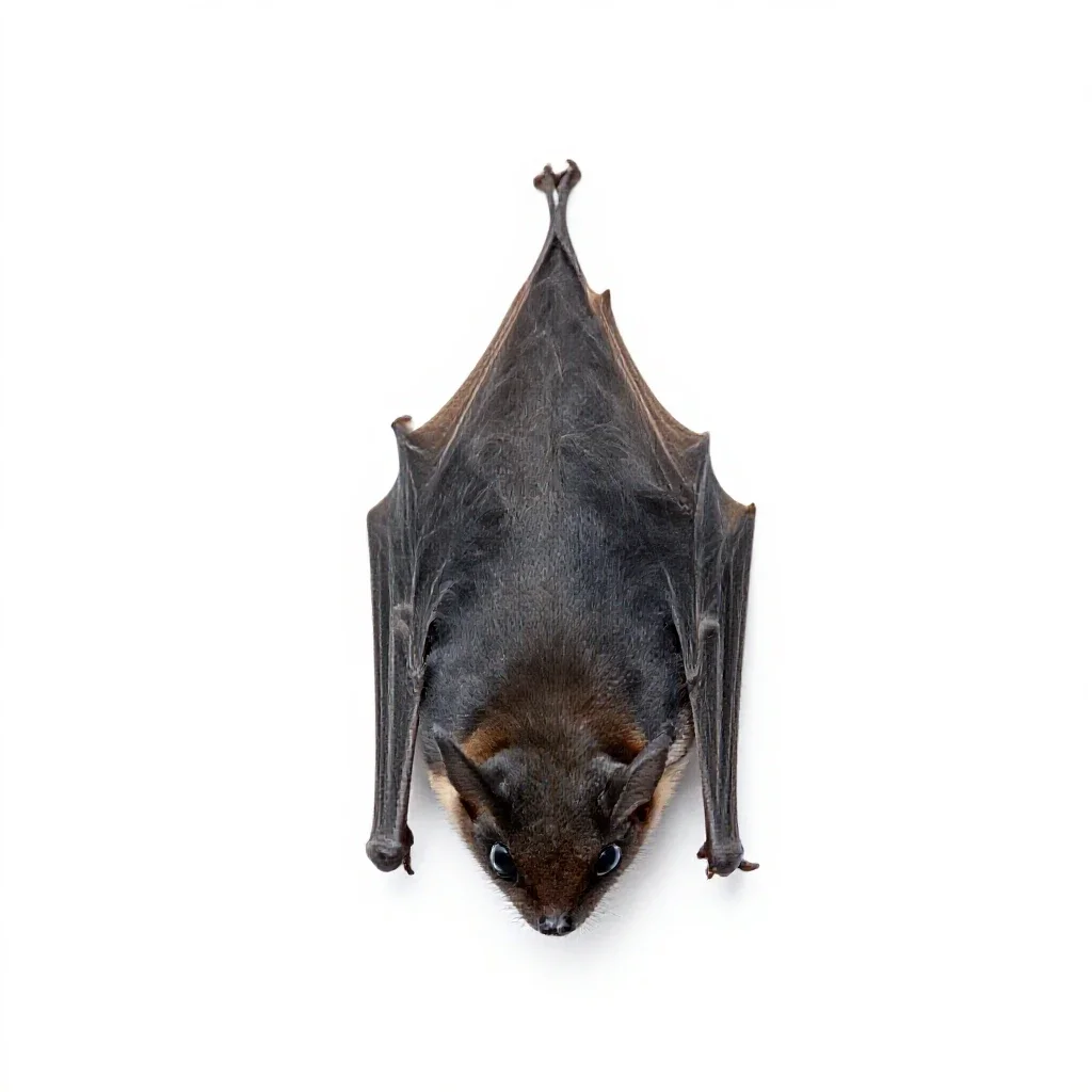 Freetail isolated on a white background