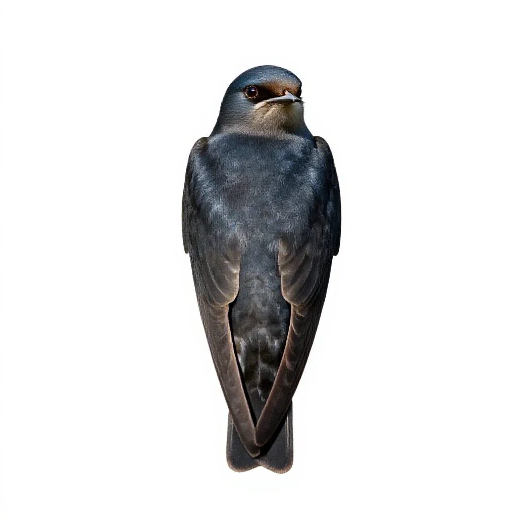 Western pipistrel isolated on a white background