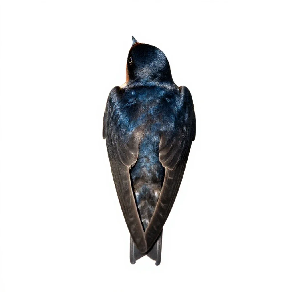 Barn swallow isolated on a white background
