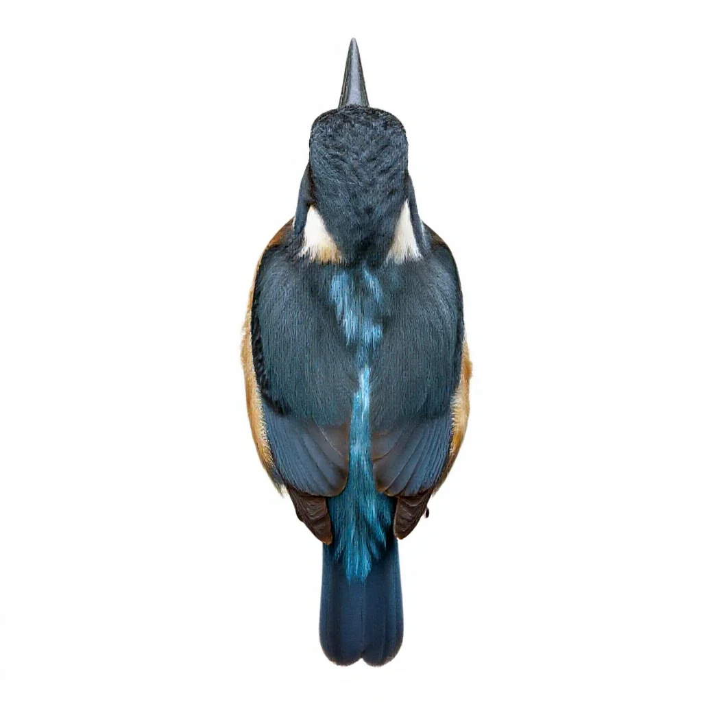 Belted kingfisher isolated on a white background