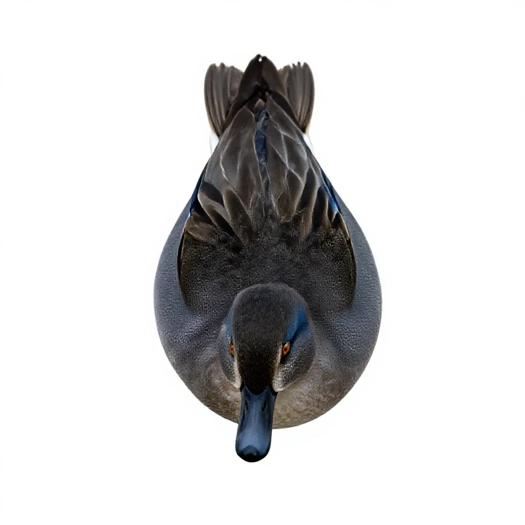 Bluewing isolated on a white background