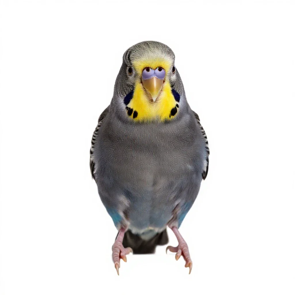 Budgerigar isolated on a white background