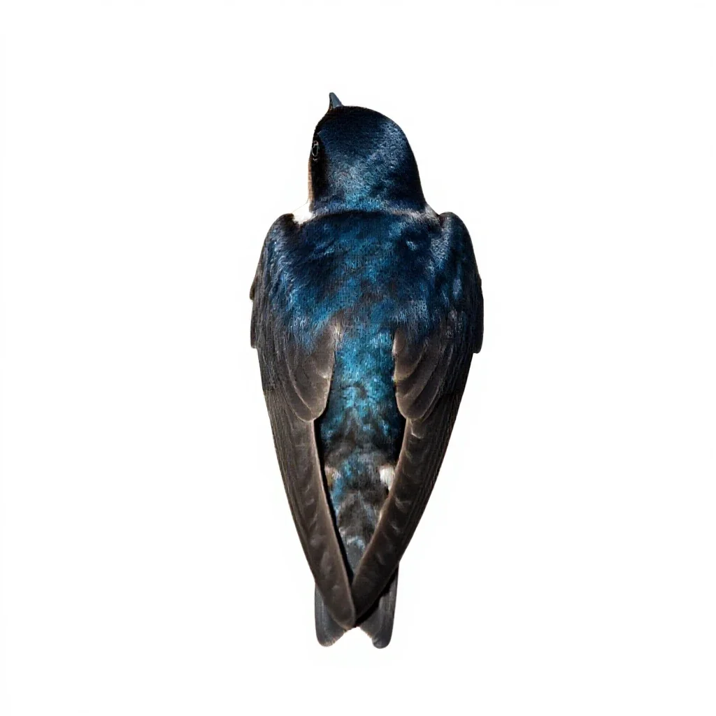Cliff swallow isolated on a white background