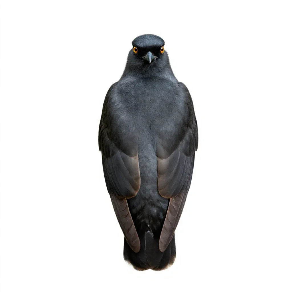 Cuculiform bird isolated on a white background