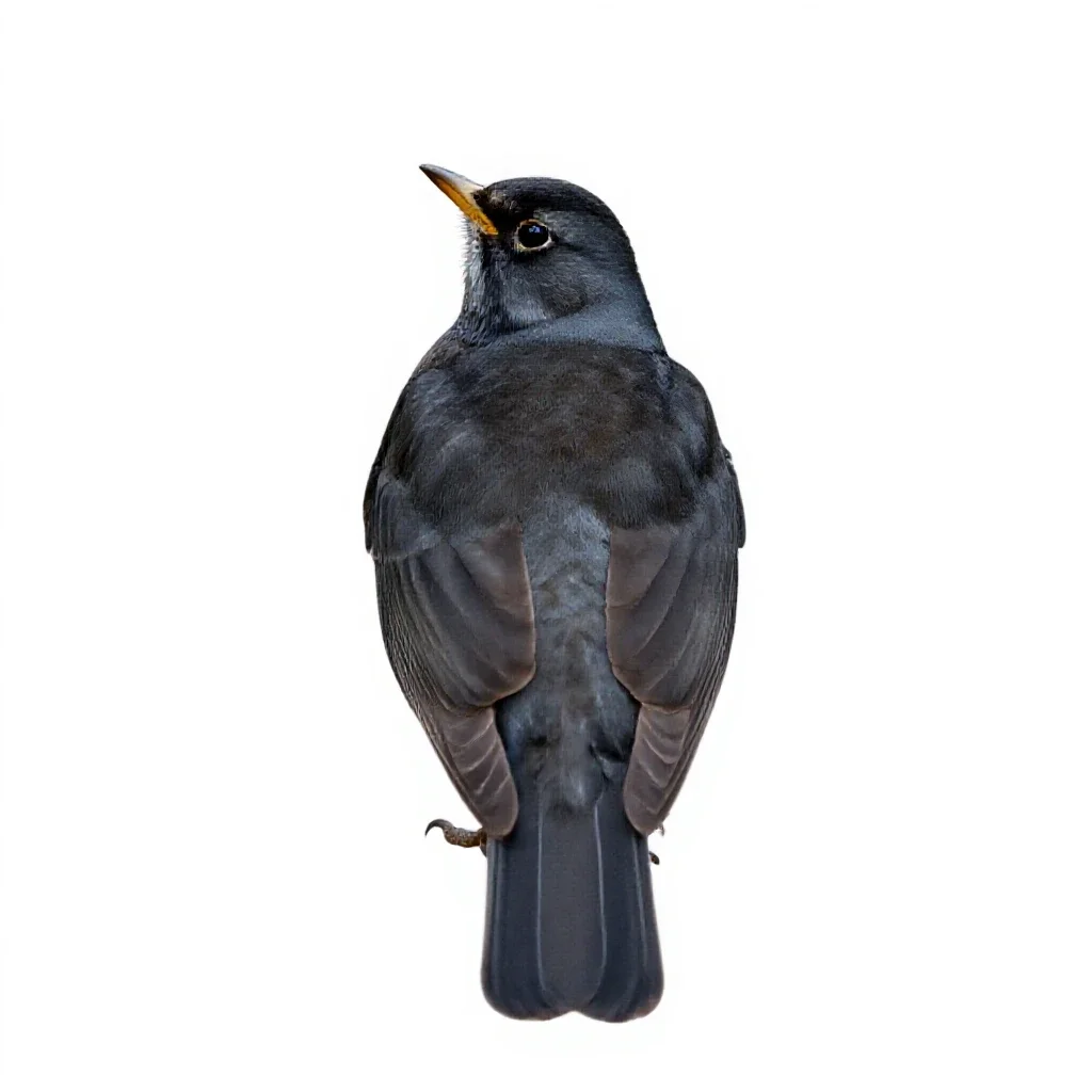Fieldfare isolated on a white background