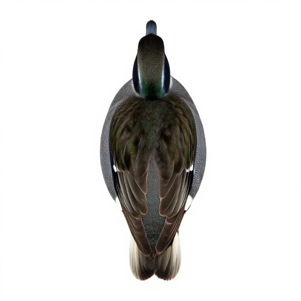 Greenwing isolated on a white background