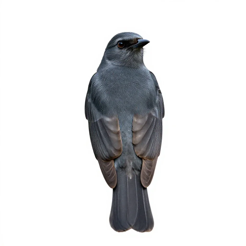 Grey kingbird isolated on a white background