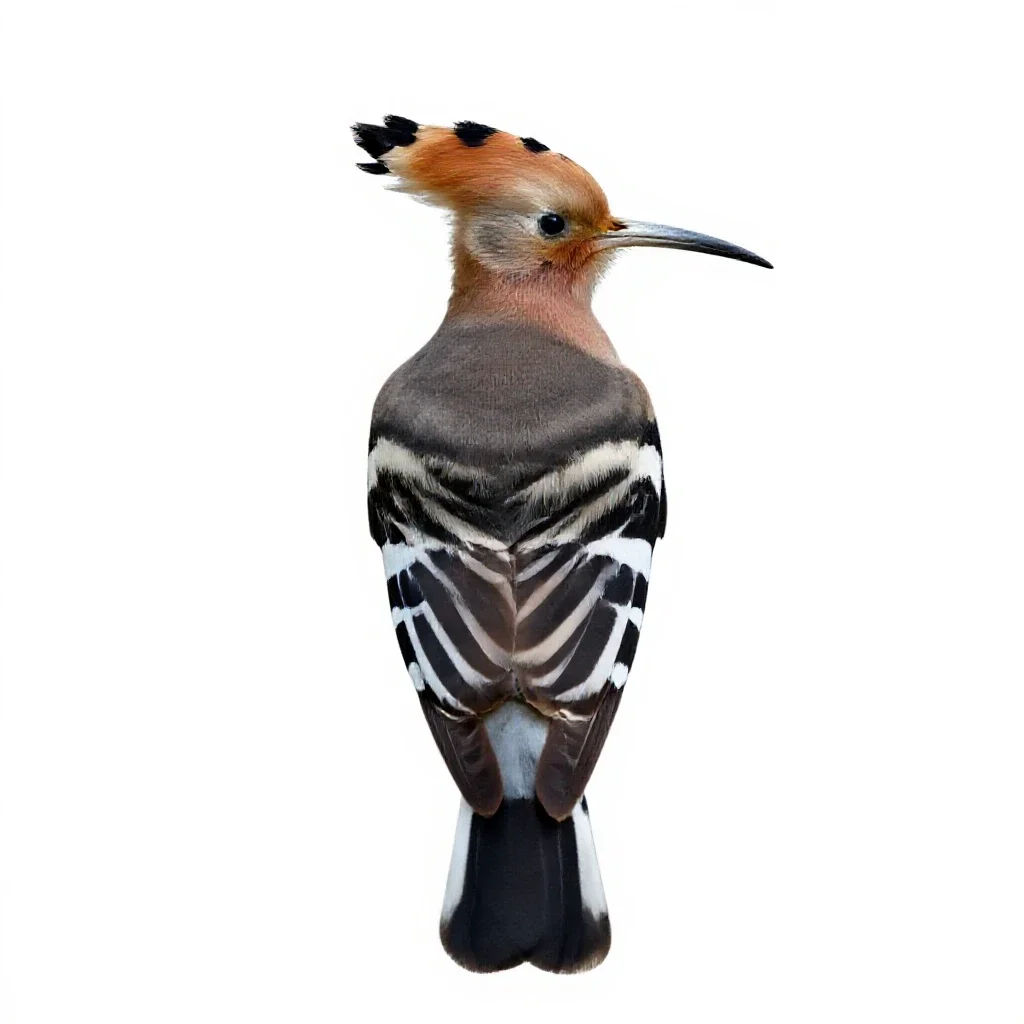 Hoopoe isolated on a white background