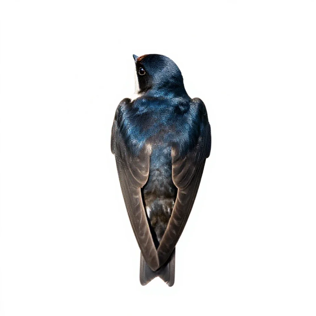 House martin isolated on a white background