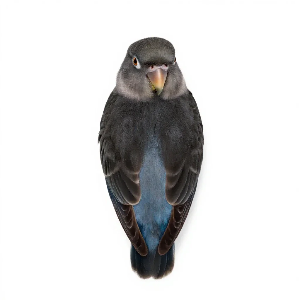 Lovebird isolated on a white background