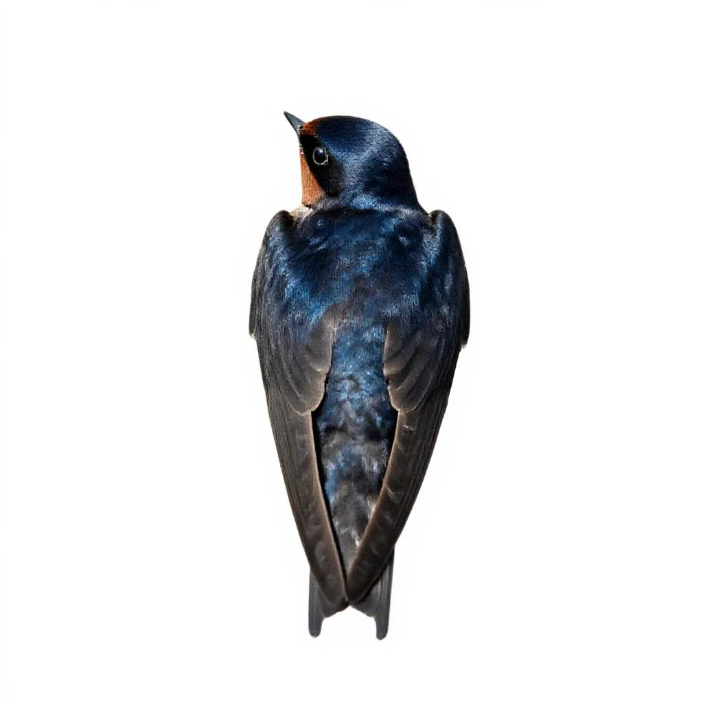 Martin isolated on a white background