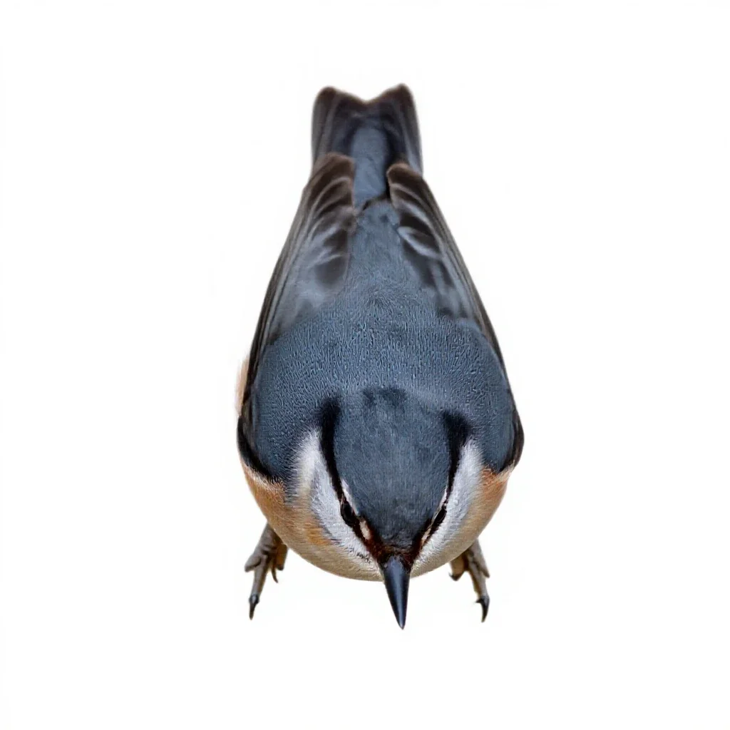 Nuthatch isolated on a white background