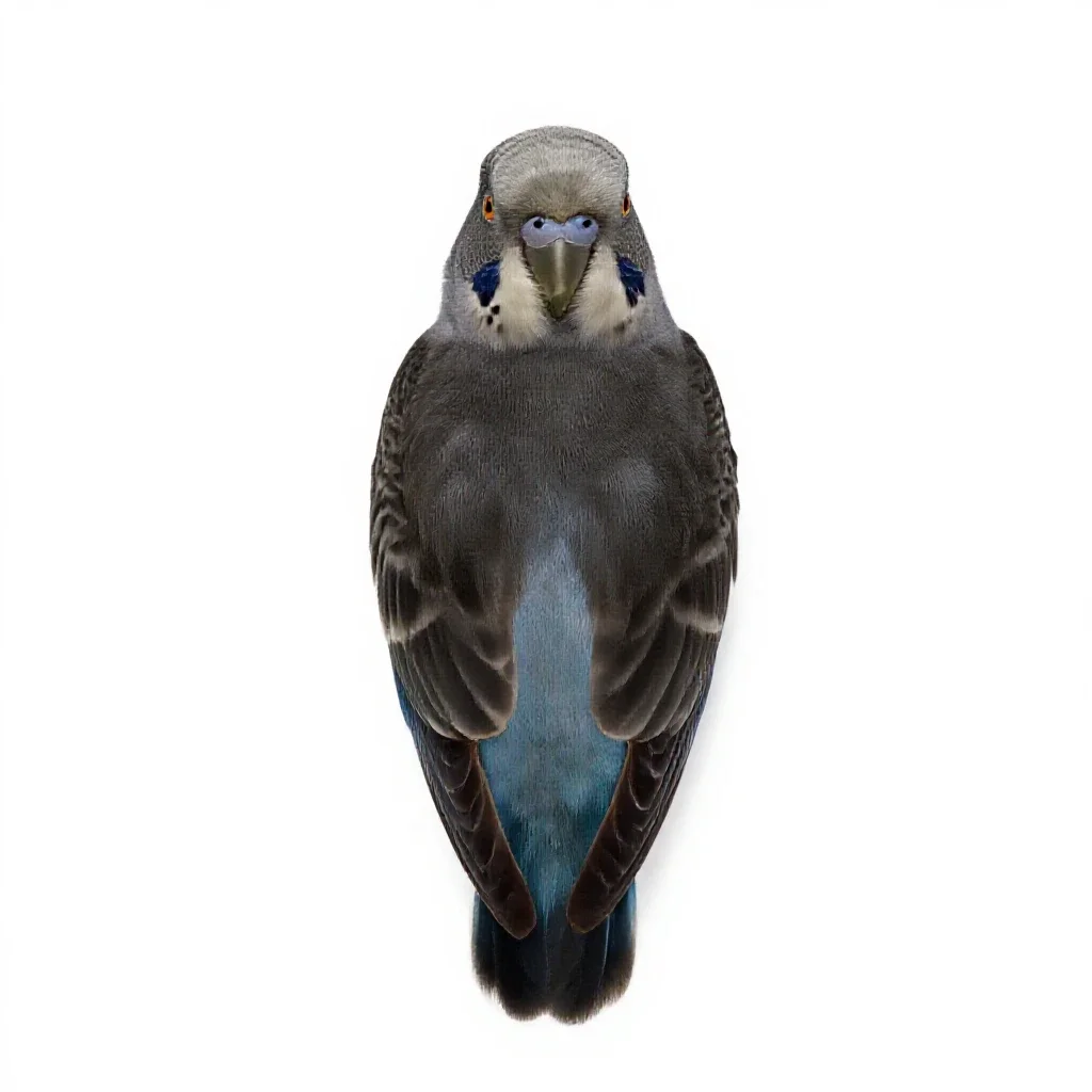 Parakeet isolated on a white background
