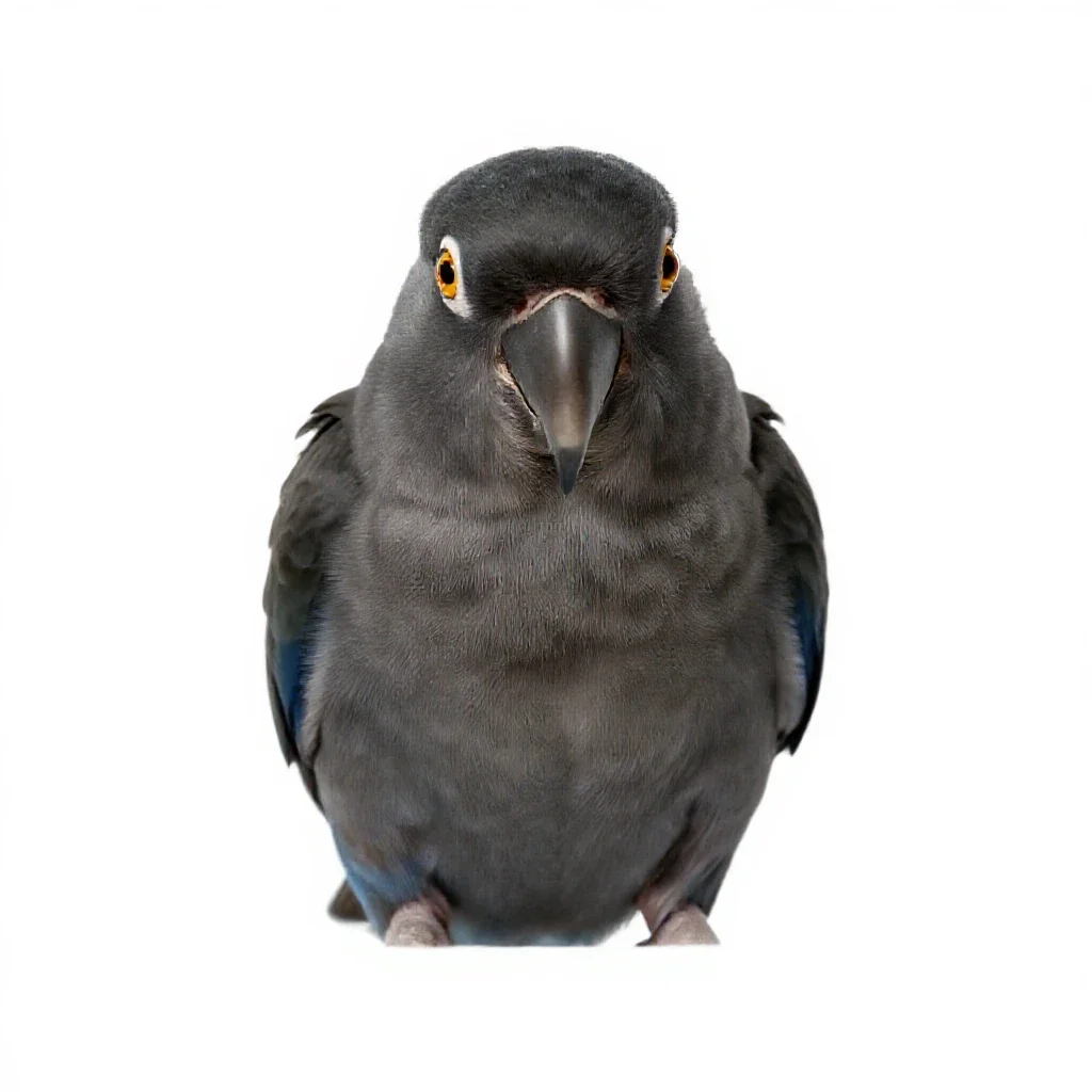 Parrot isolated on a white background