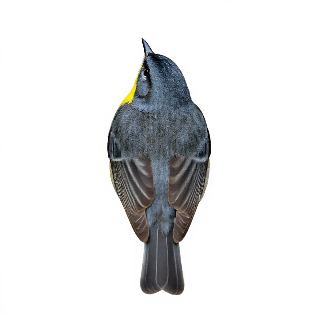 Parula warbler isolated on a white background