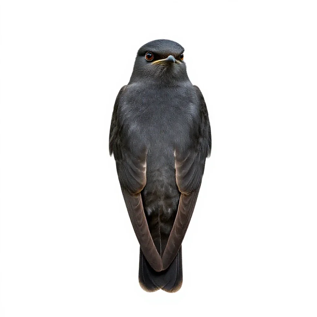 Poorwill isolated on a white background