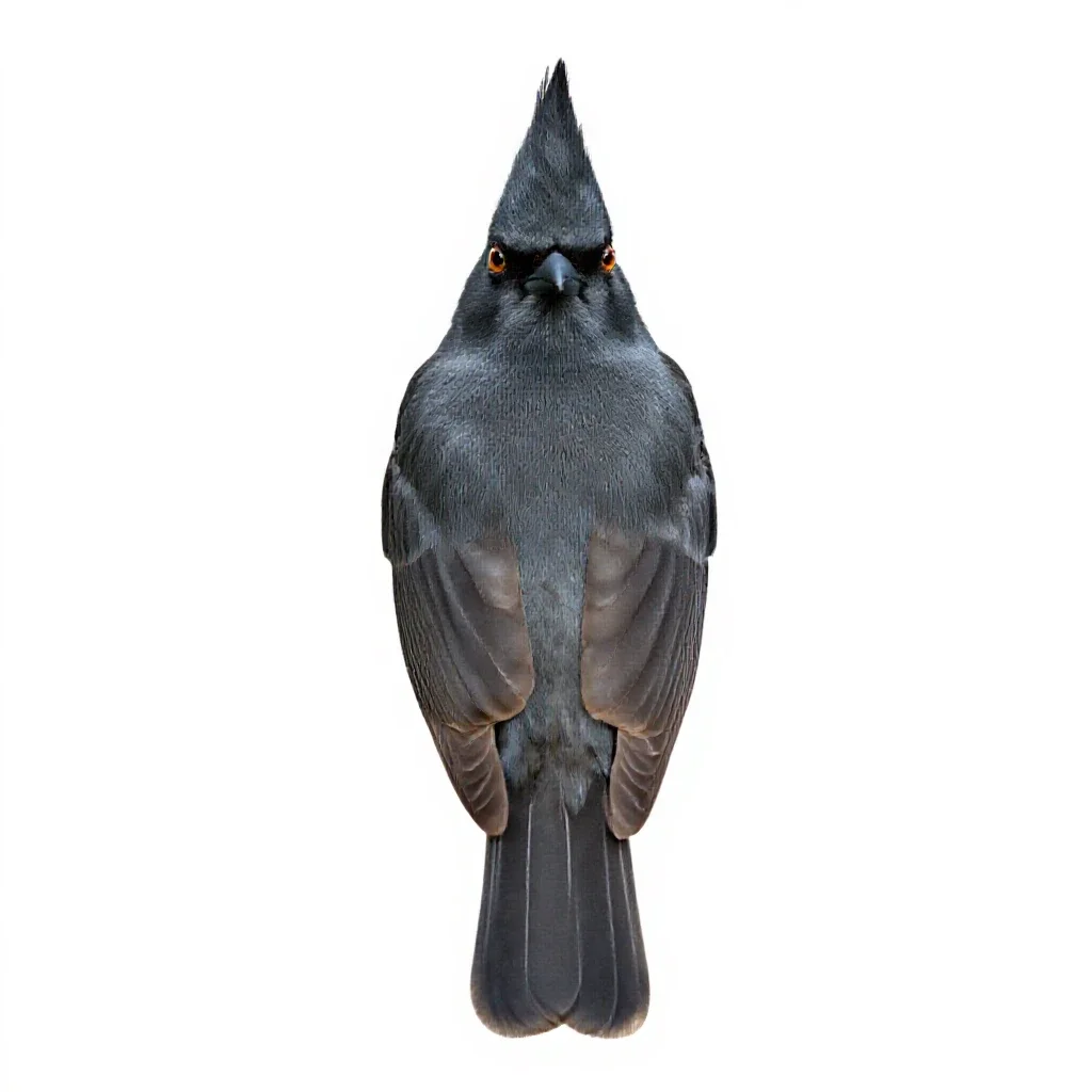 Pyrrhuloxia isolated on a white background