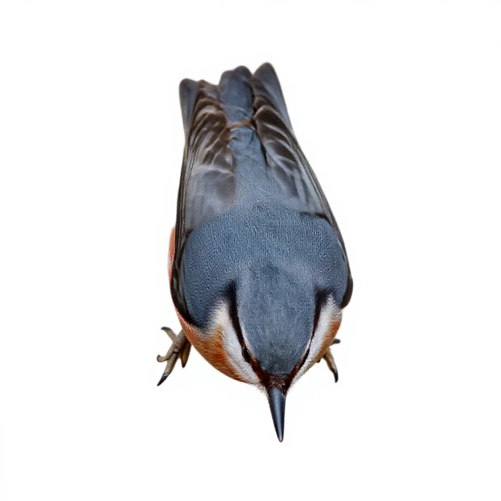 Red-breasted nuthatch isolated on a white background