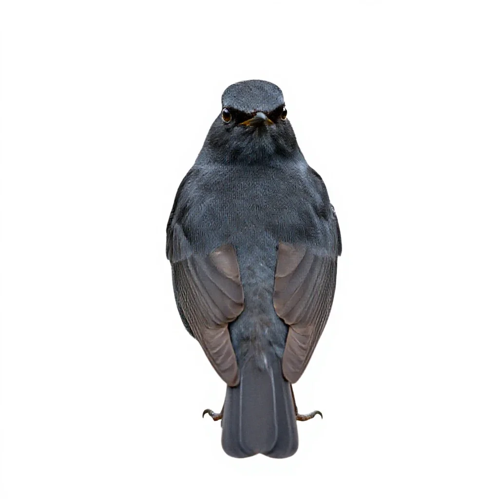 Ring ouzel isolated on a white background