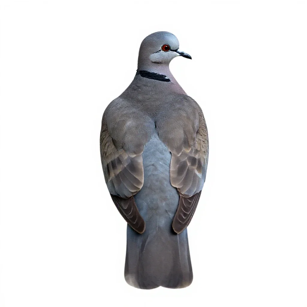 Ringdove isolated on a white background