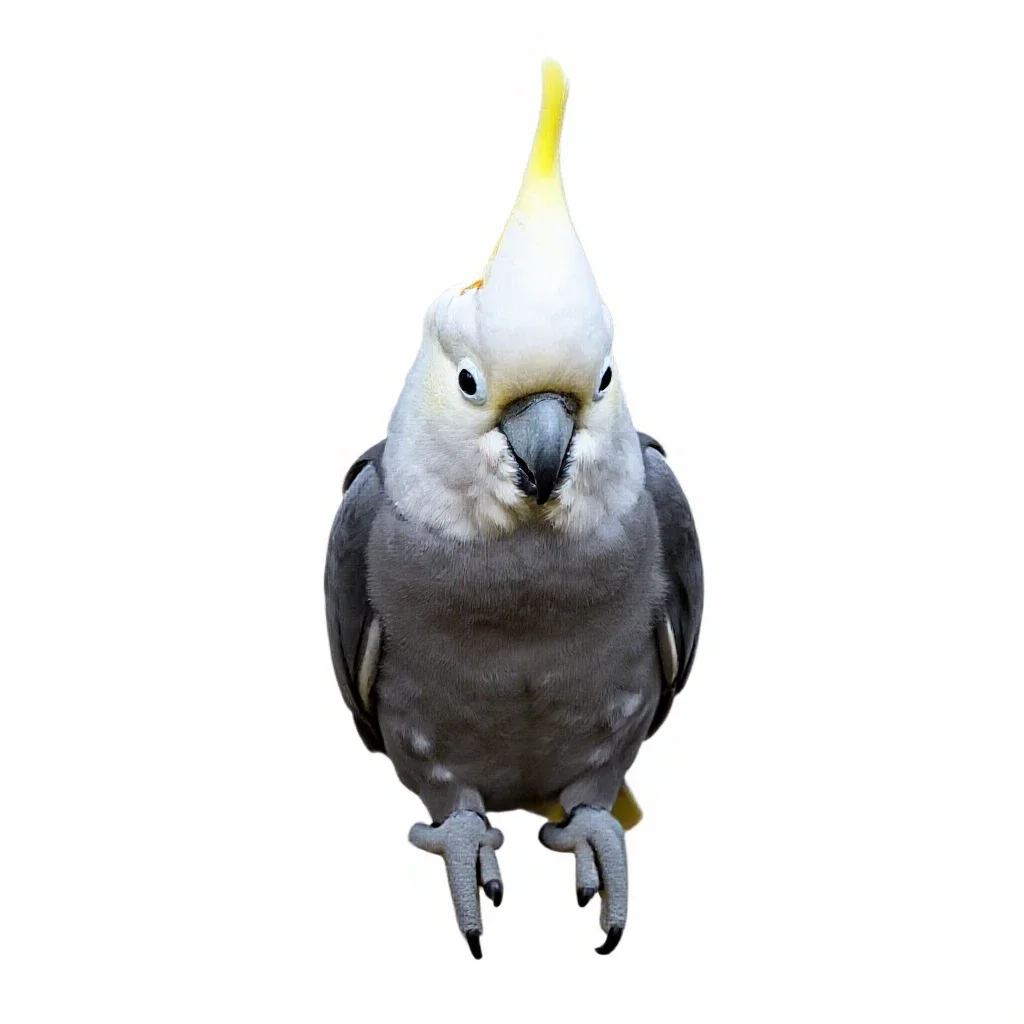 Sulphur-crested cockatoo isolated on a white background