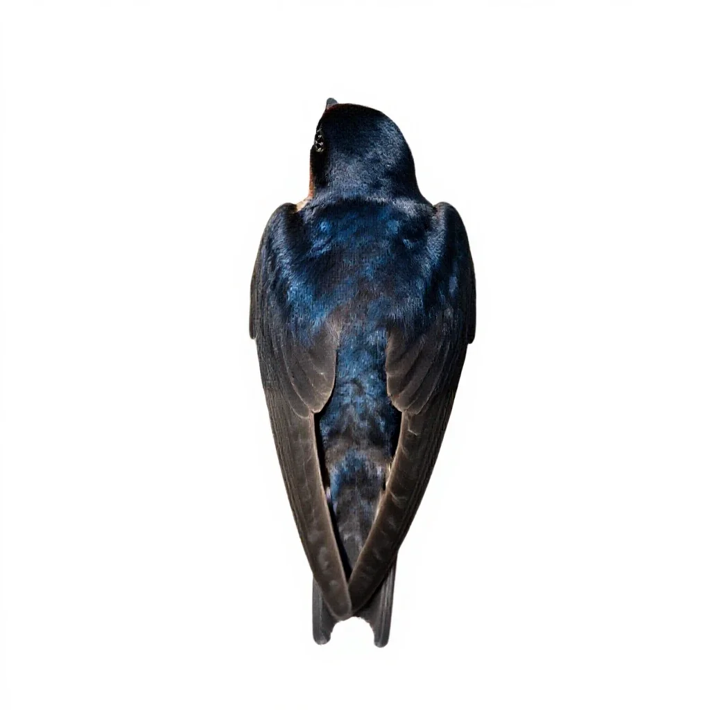 Swallow isolated on a white background