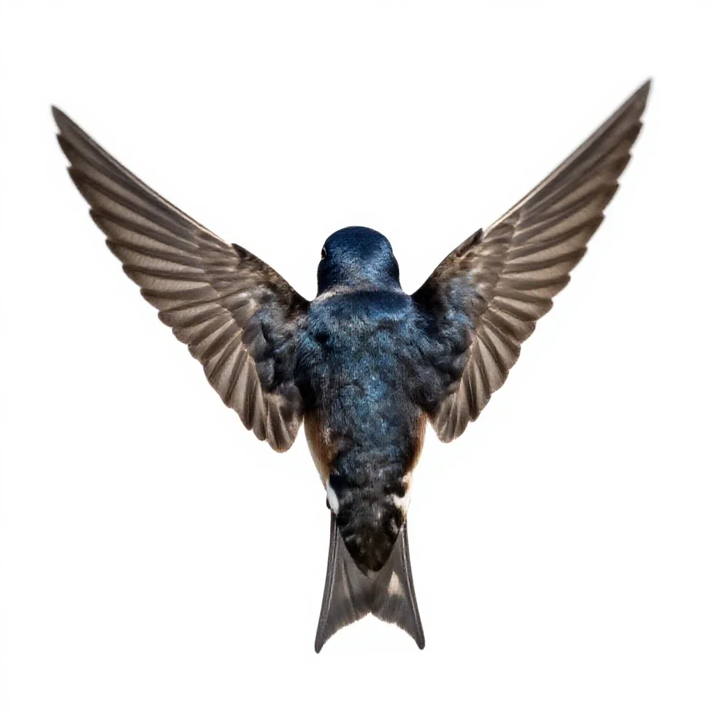 Swift isolated on a white background