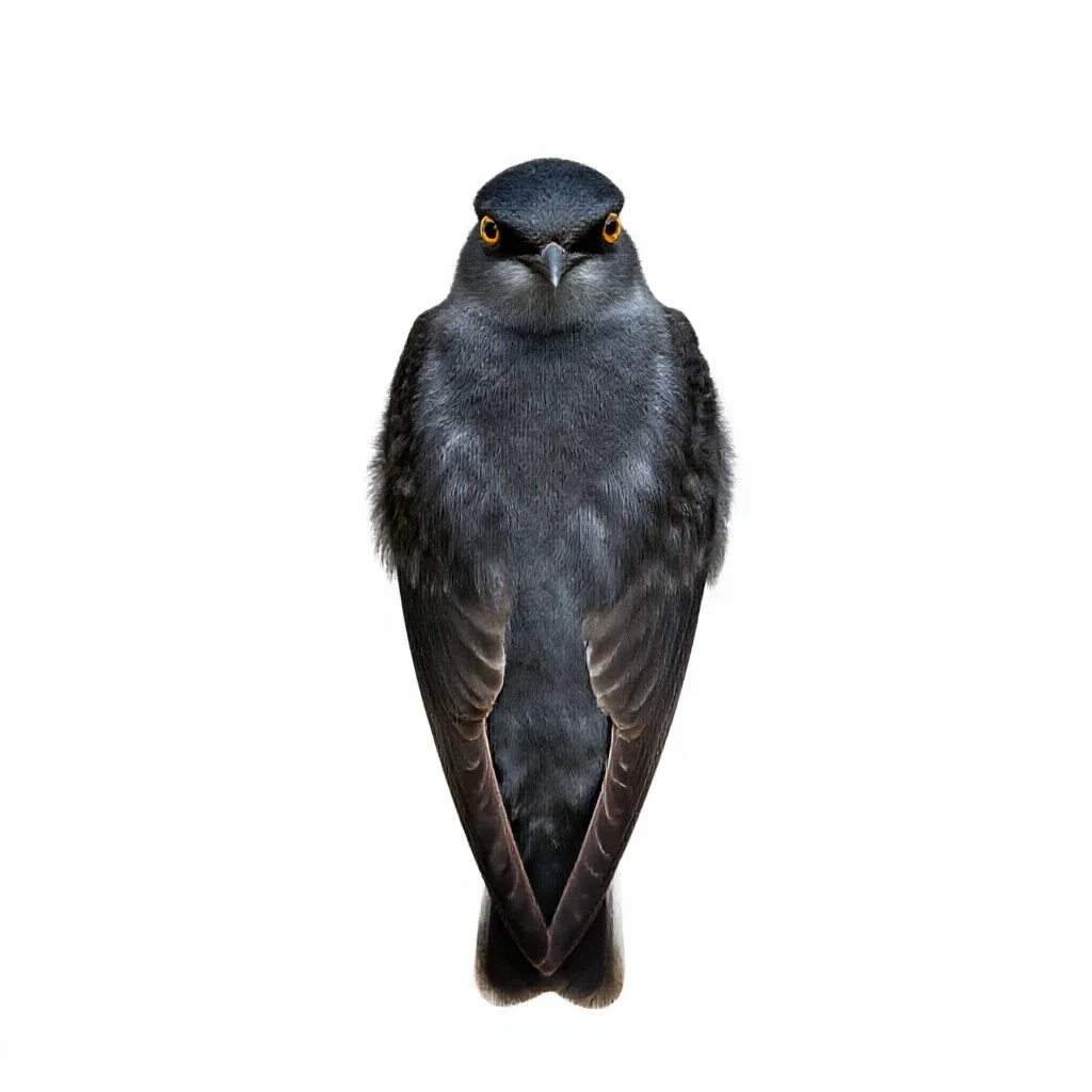 Swiftlet isolated on a white background