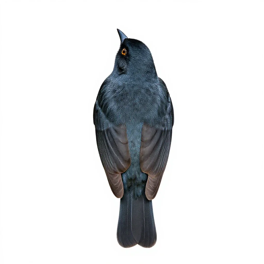 Tanager isolated on a white background