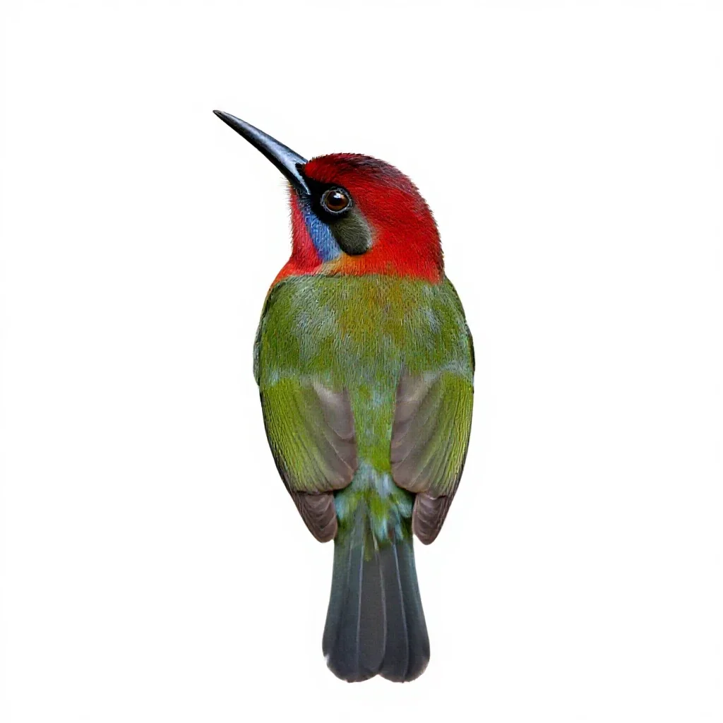 Tody isolated on a white background