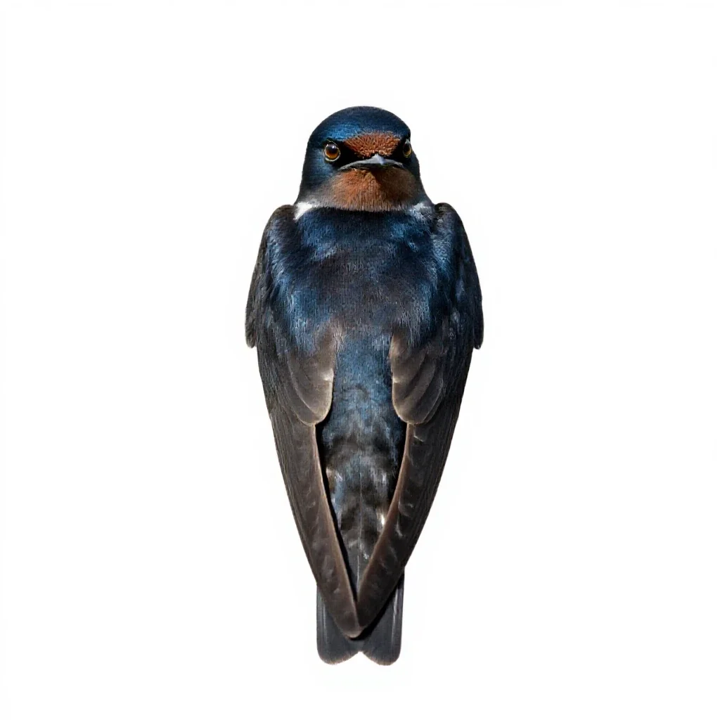 Tree swallow isolated on a white background