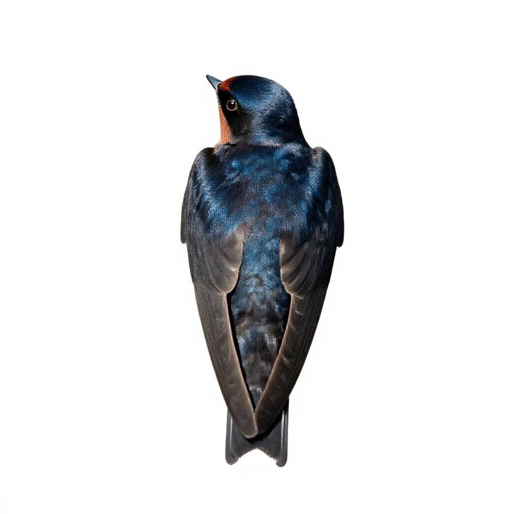 Wood swallow isolated on a white background
