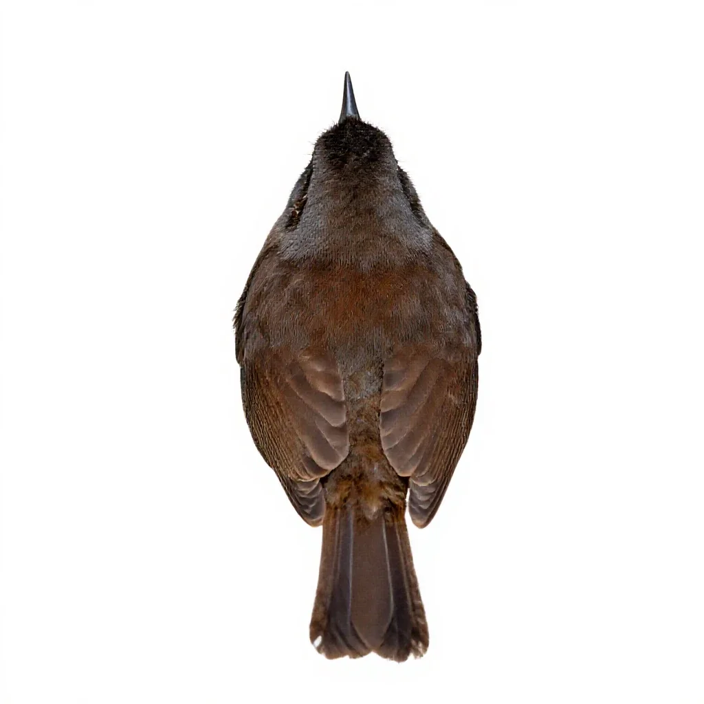 Wren-tit isolated on a white background
