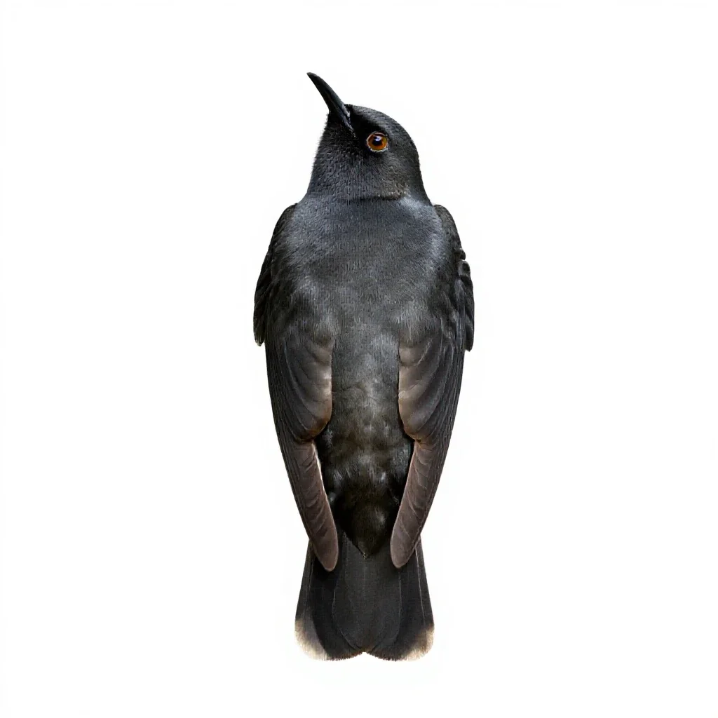 Apodiform bird isolated on a white background